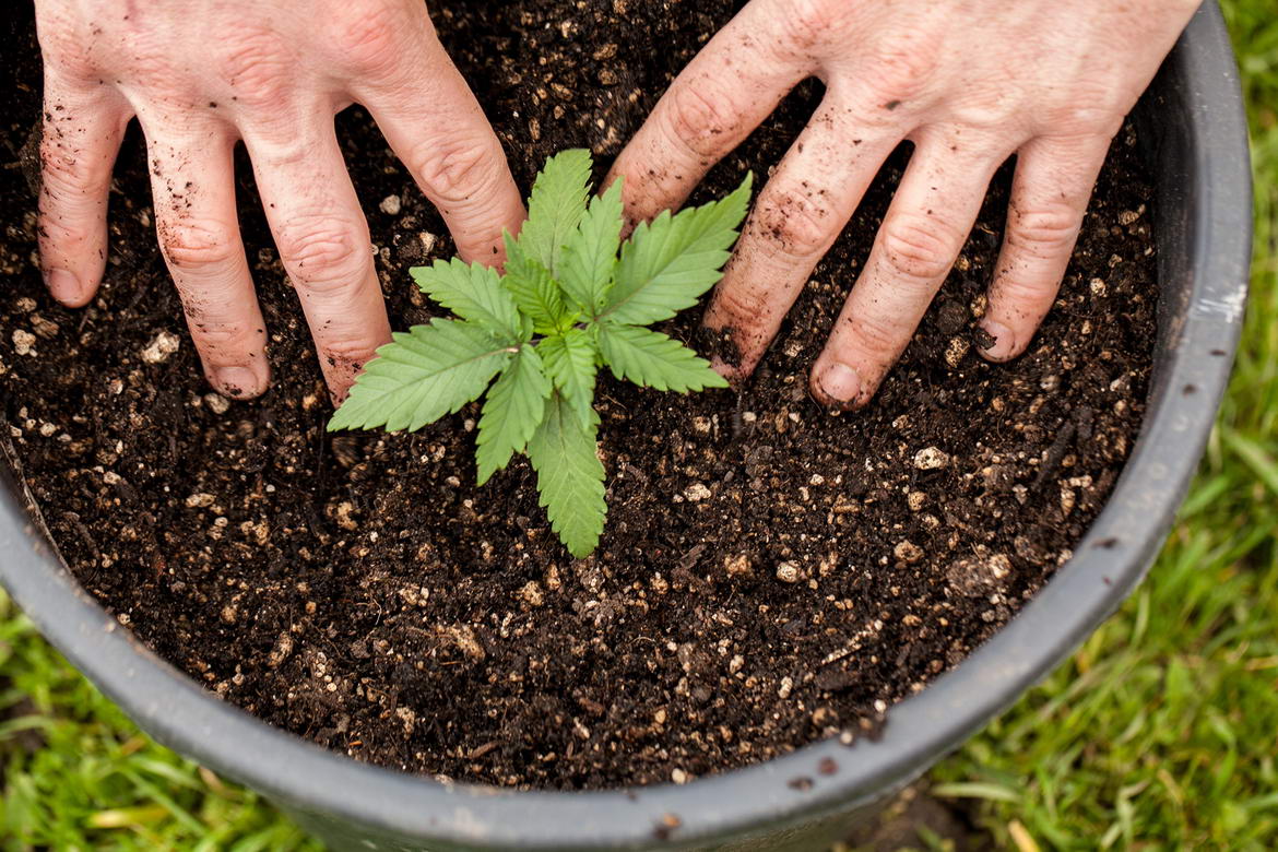 Marijuana law