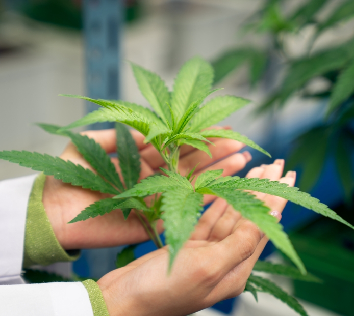 cannabis grow